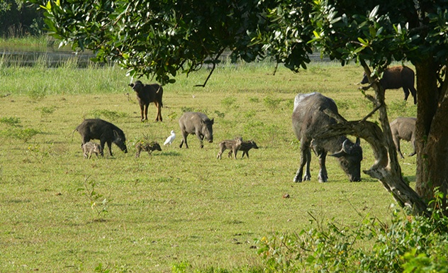 Yala National Park -  Sri Lanka In Style
